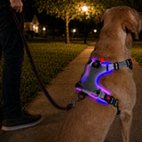 Pechera LED recargable para perro | malla transpirable, tallas S a XL