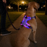 Pechera LED recargable para perro | malla transpirable, tallas S a XL
