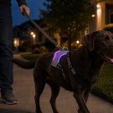 Pechera LED recargable para perro | malla transpirable, tallas S a XL